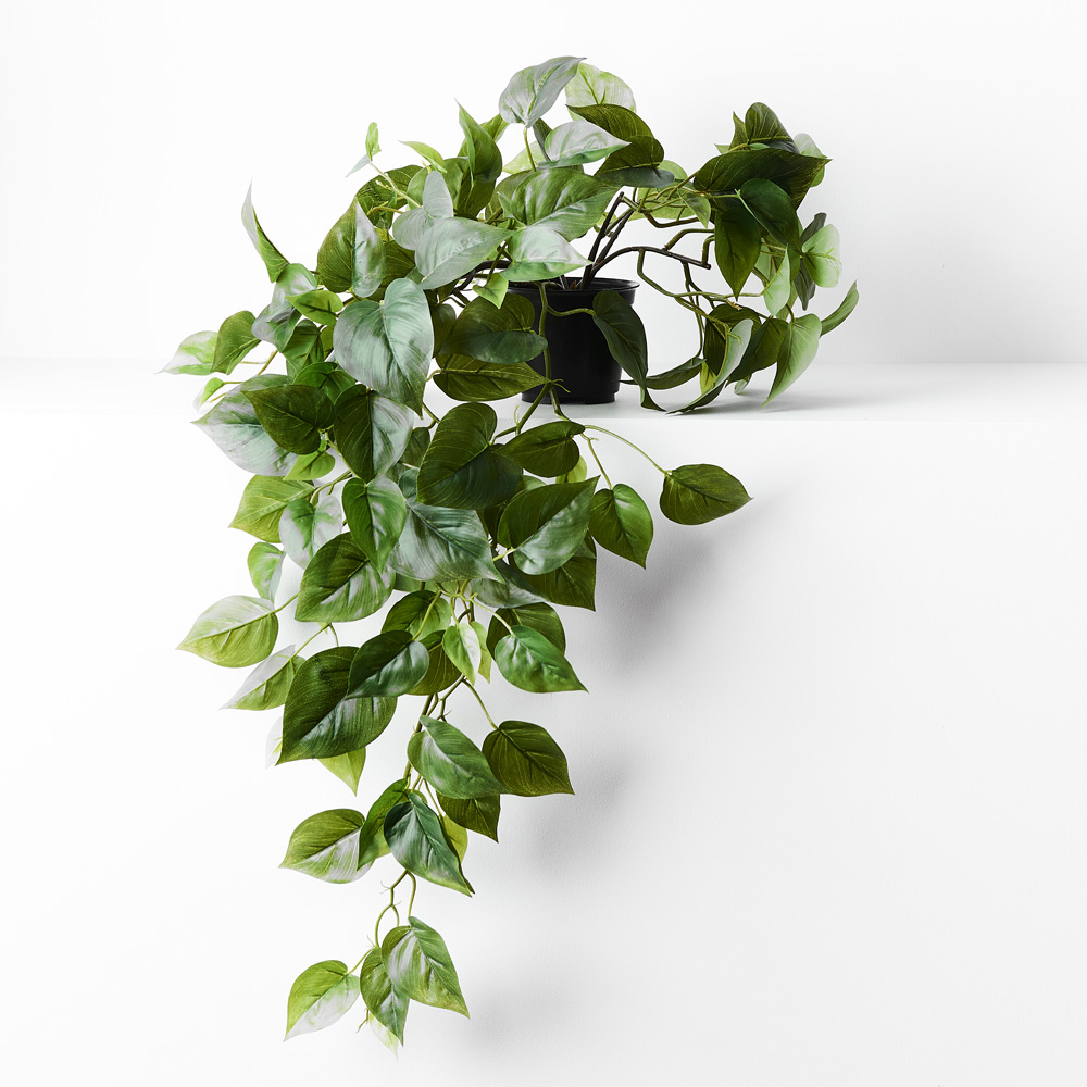 Philodendron 70cml Green w/Pot