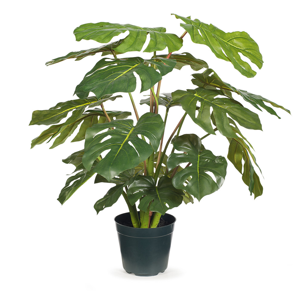 Monstera Plant Green 66cm