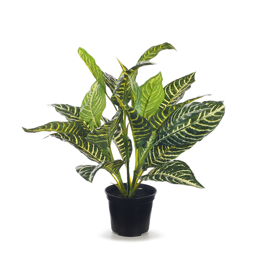 Zebra in Pot 33cm