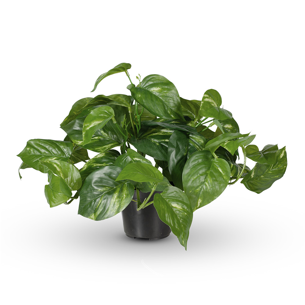 Pothos Hanging Bush Green 30cm w/Pot