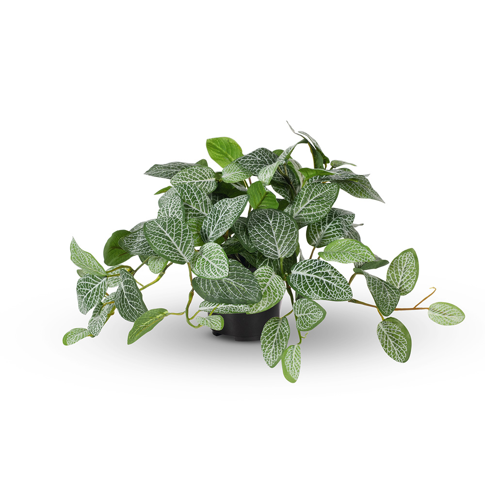 Fittonia Hanging Bush Green 30cml w/Pot 