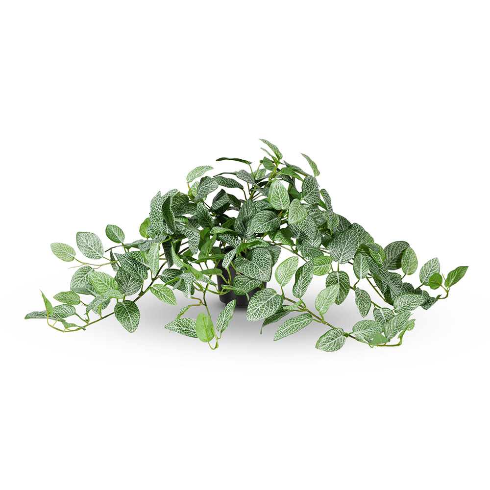 Fittonia Hanging Bush Green 52cml w/Pot 