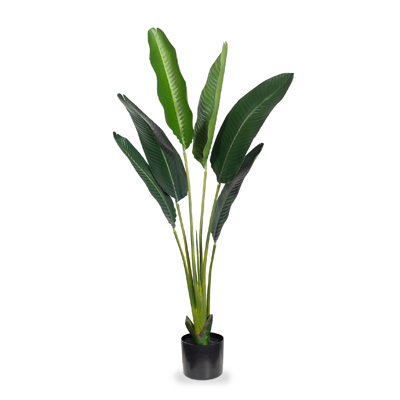 Bird of Paradise Plant Green 122cmh