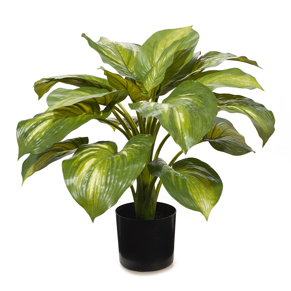 Hosta Variegated 50cmh w/Pot 