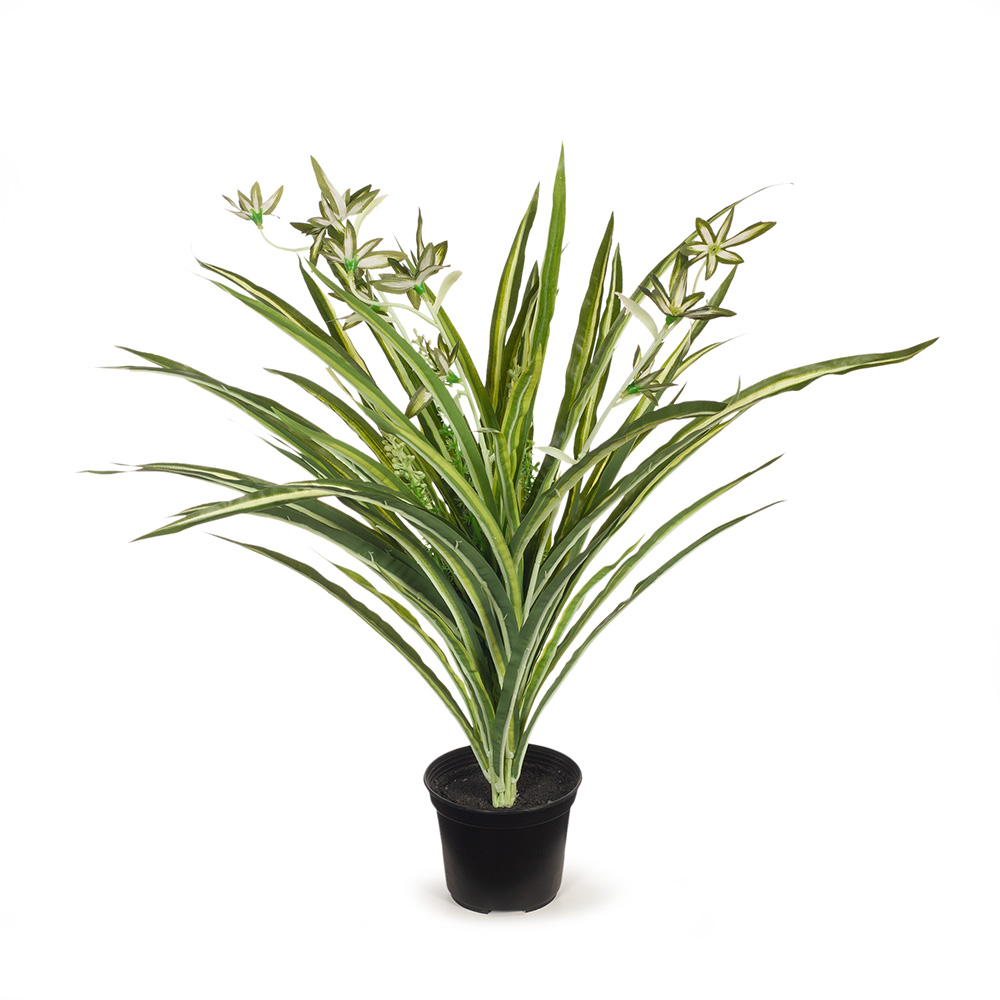 Spider Plant w/Pot