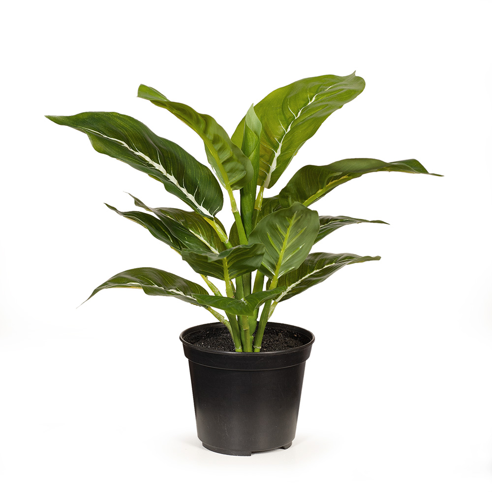 Evergreen w/Pot 28cmh