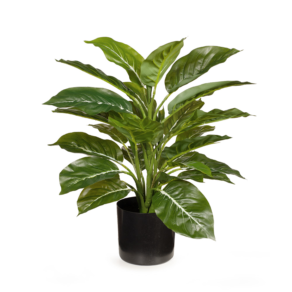 Evergreen w/Pot