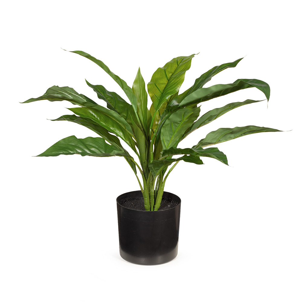 Spathiphyllum w/Pot