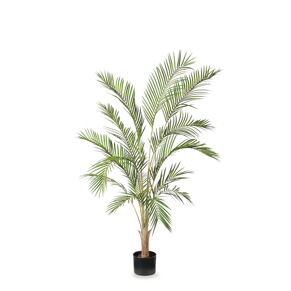 Palm Phoenix Tree