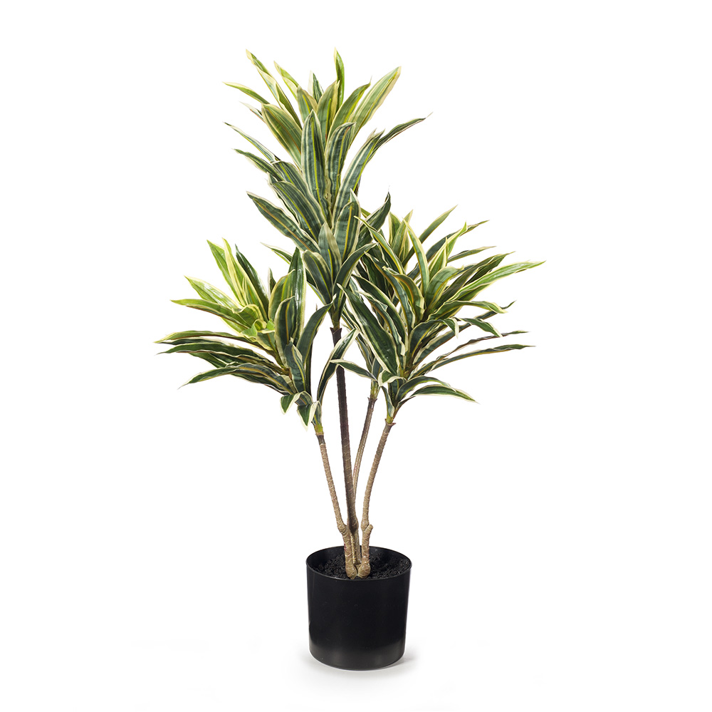 Cordyline Plant Variegated