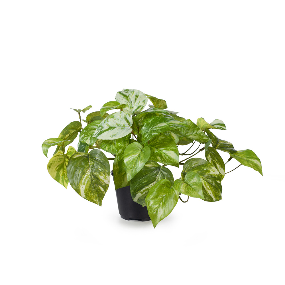 Pothos Marble Variegated 20cmh w/Pot