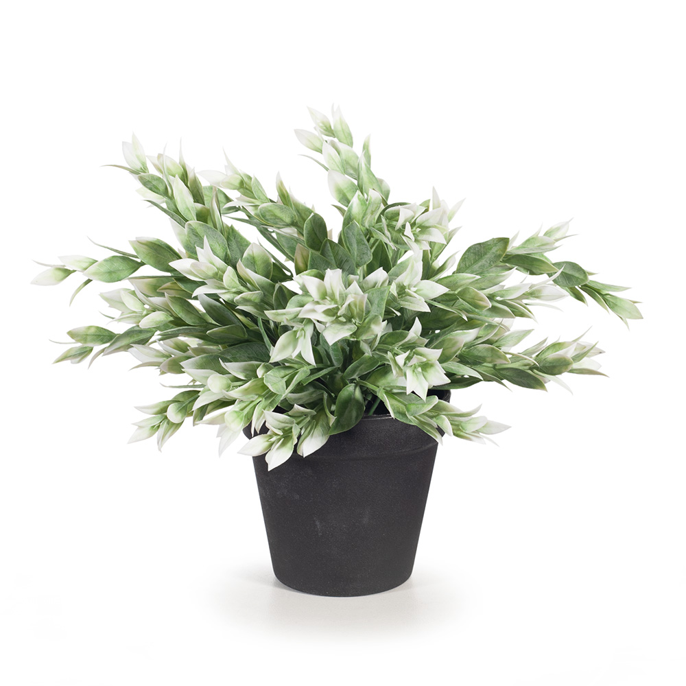 Ruscus Buch Green White 25cmh w/Pot 