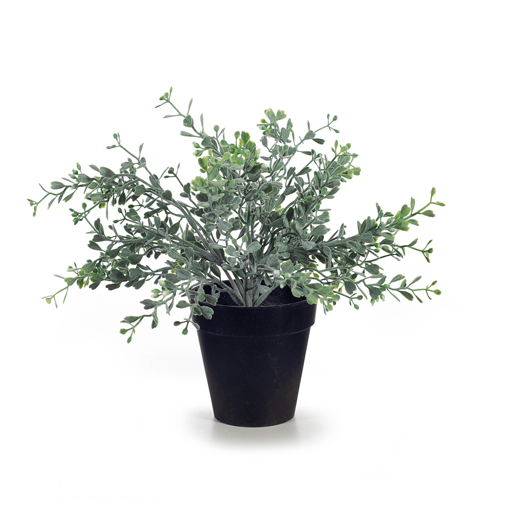 Boxwood Berry Bush in Pot Gry/Grn 24cmh