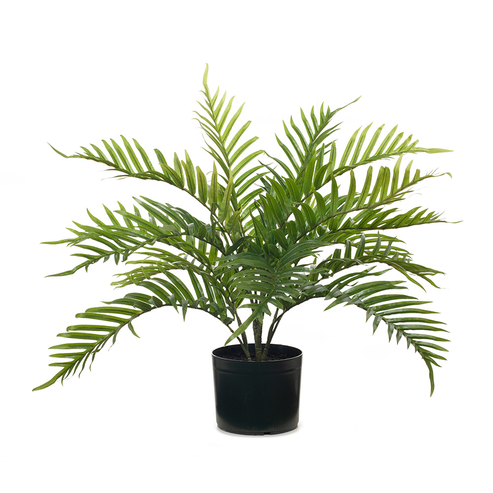 Palm Areca Plant Green 63cmh