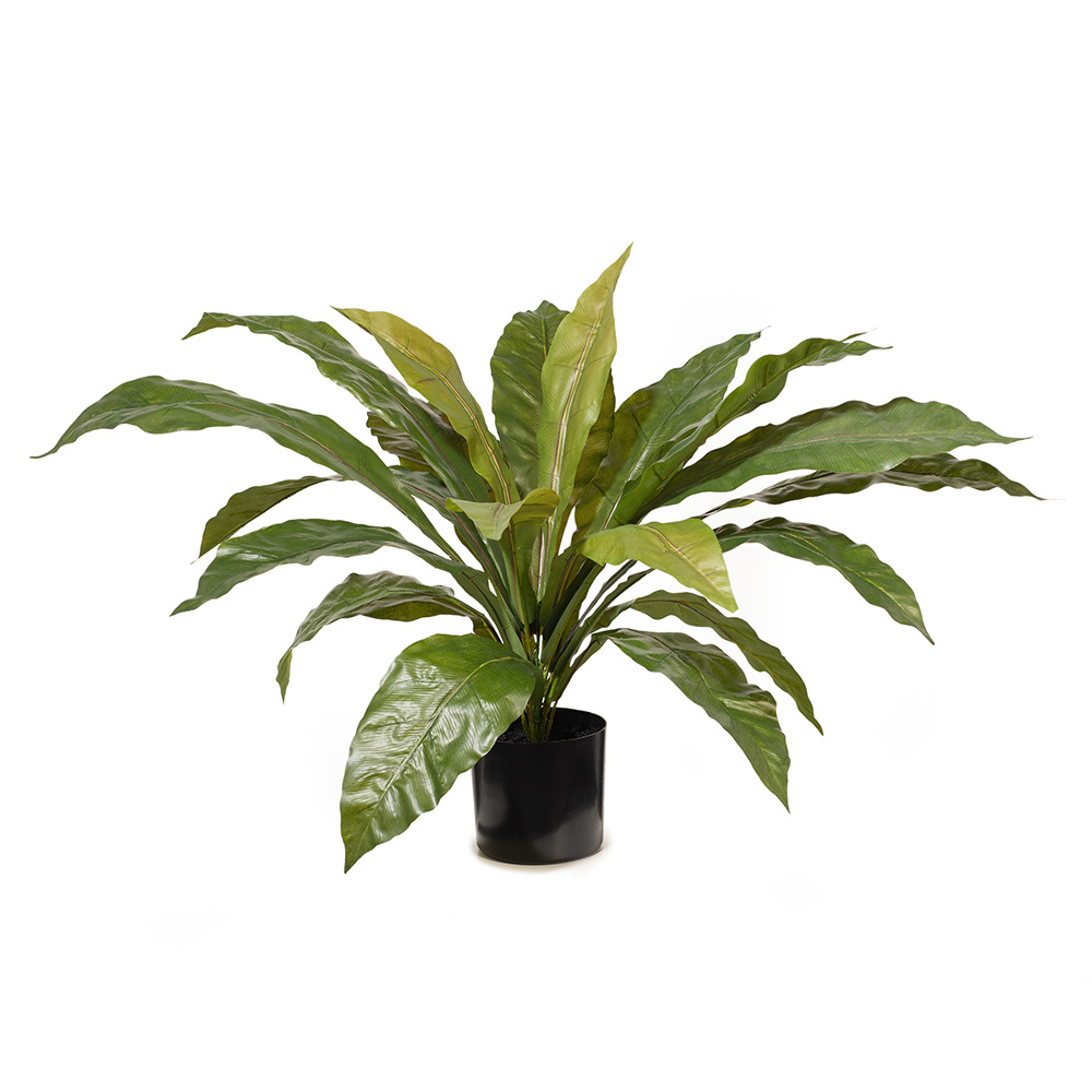 Fern Birds Nest Plant