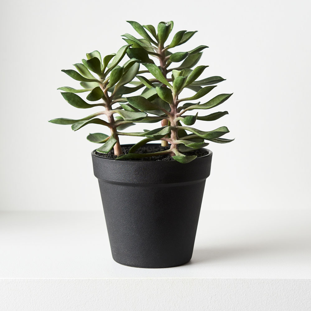 Succulent Green 20cmh w/Pot