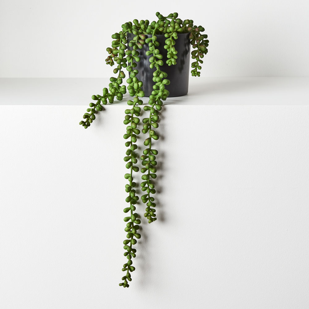 String of Pearls Green 45cml w/Pot