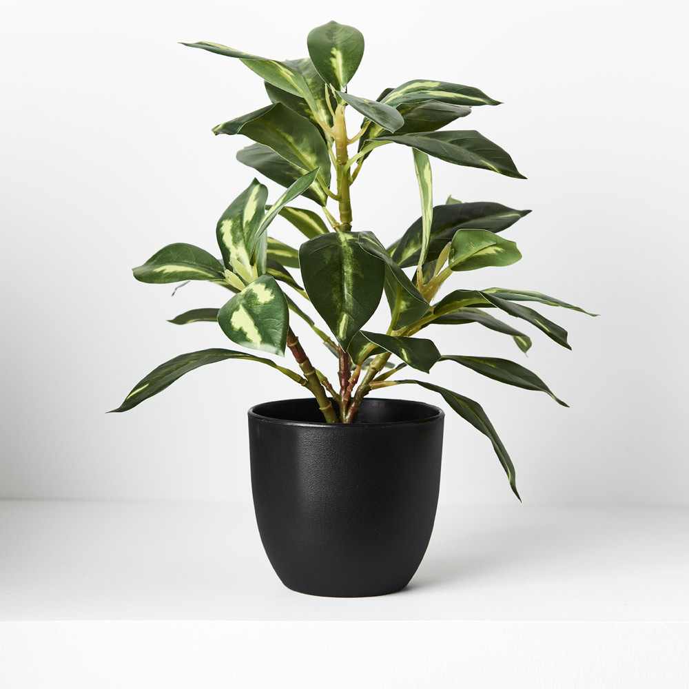 Dieffenbachia w/Pot