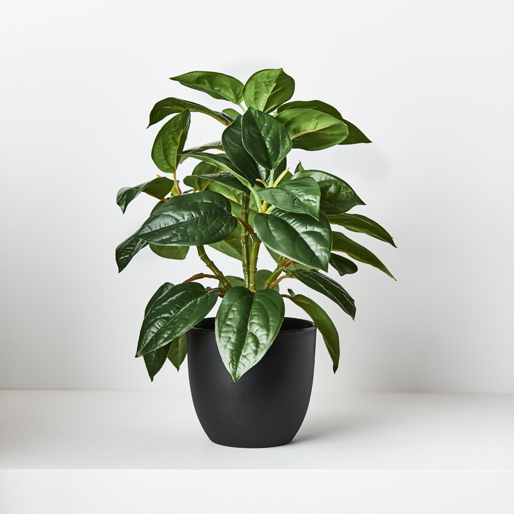 Philodendron Green w/Pot