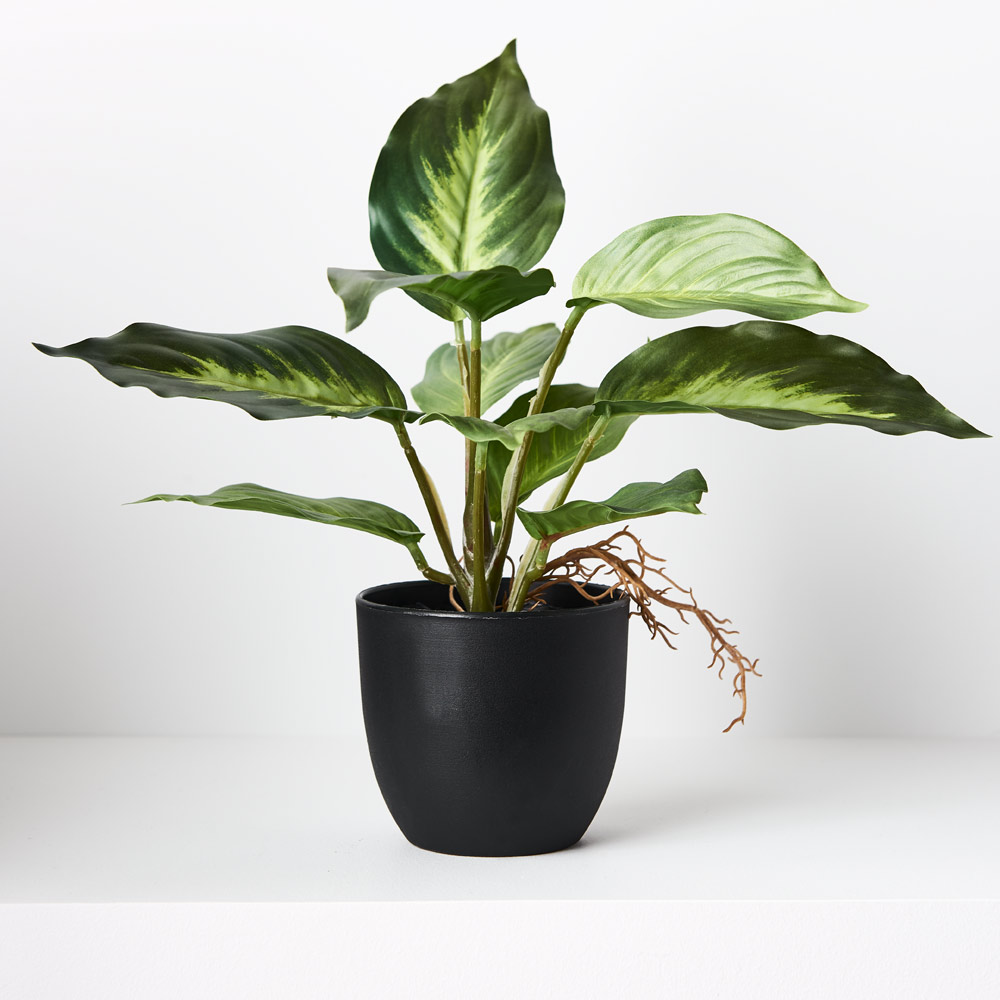 Spathiphyllum in Pot - Variegated