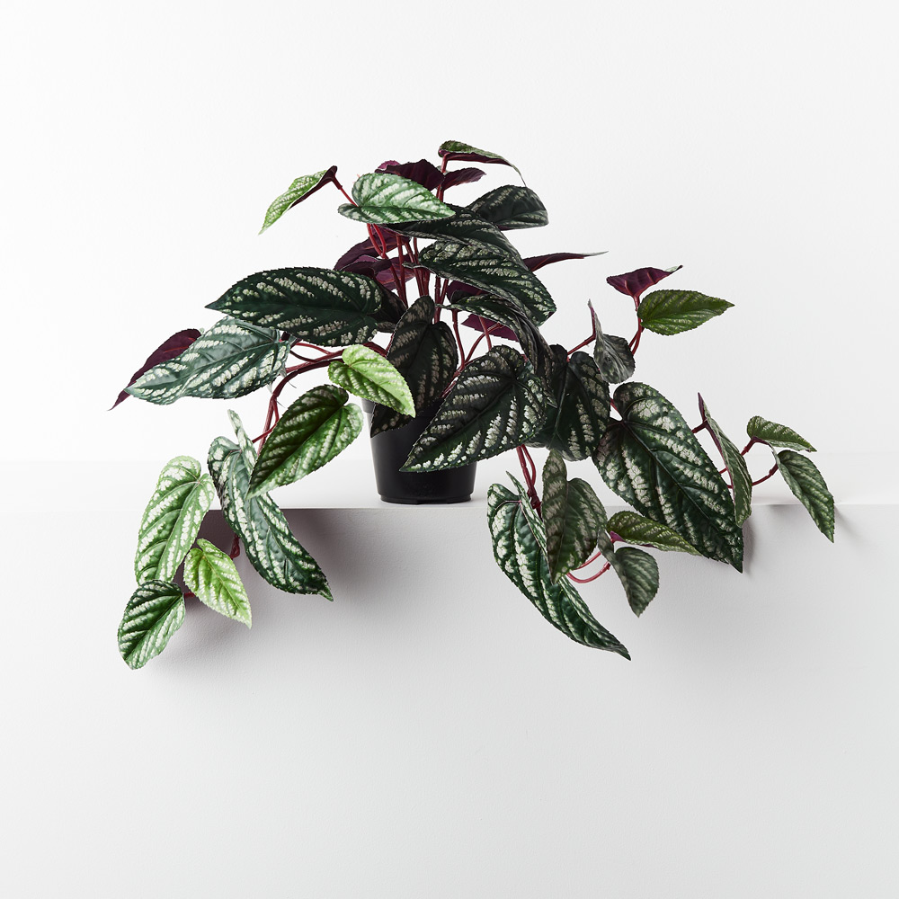 Begonia Rex Hanging Bush in Pot 