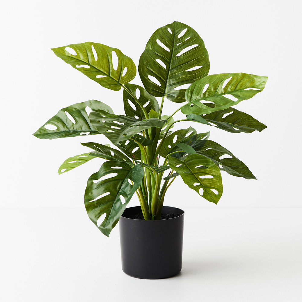 Monstera Adansonii Plant Green 53cmh