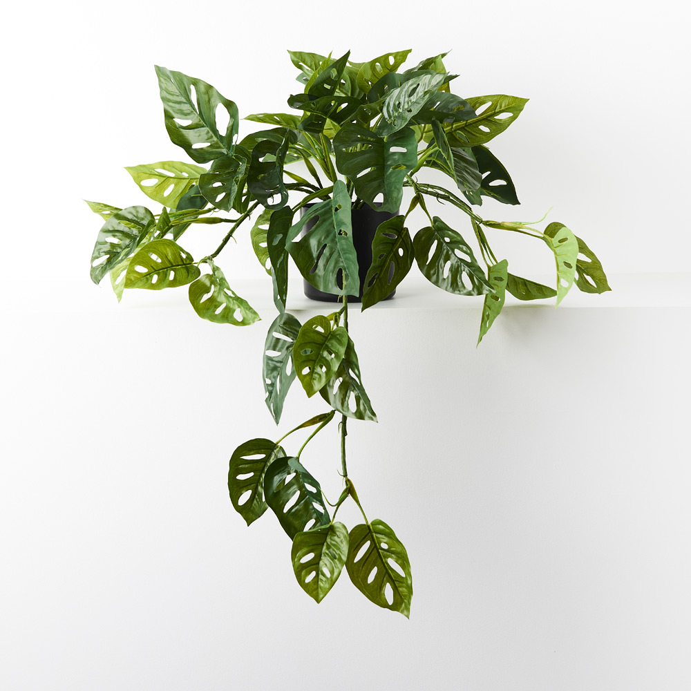 Monstera Adansonii Hanging Bush Green 76cml w/Pot