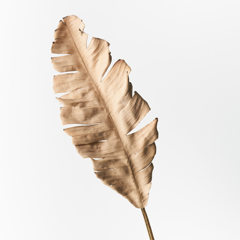 Palm Leaf - Cream Brown