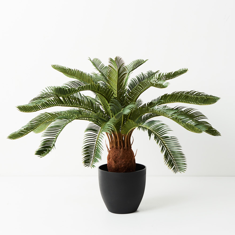 Palm Cycad Green 60cmh