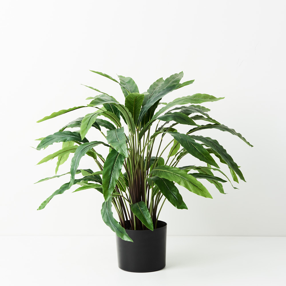 Calathea Plant Green 60cmh