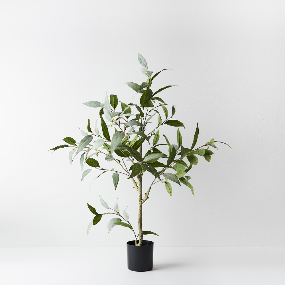 Eucalyptus Tree