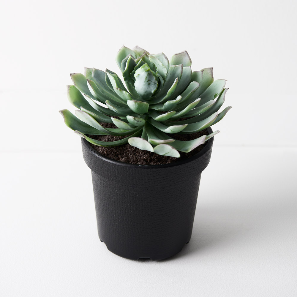 Succulent Green Mauve 20cmh w/Pot
