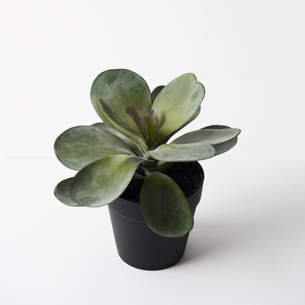 Kalanchoe Flapjack Grey Green 14cmh w/Pot 