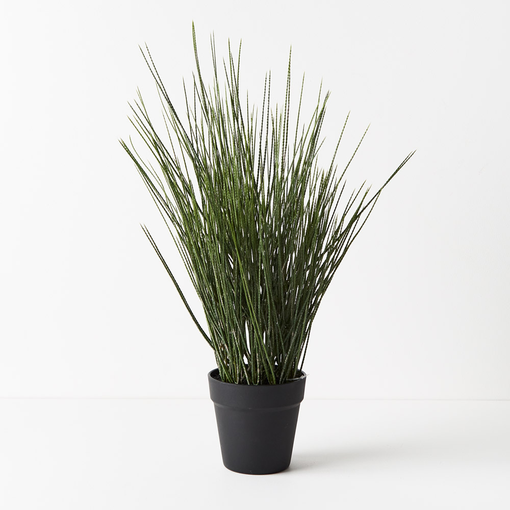 Tillandsia Grass Green 63cml w/Pot