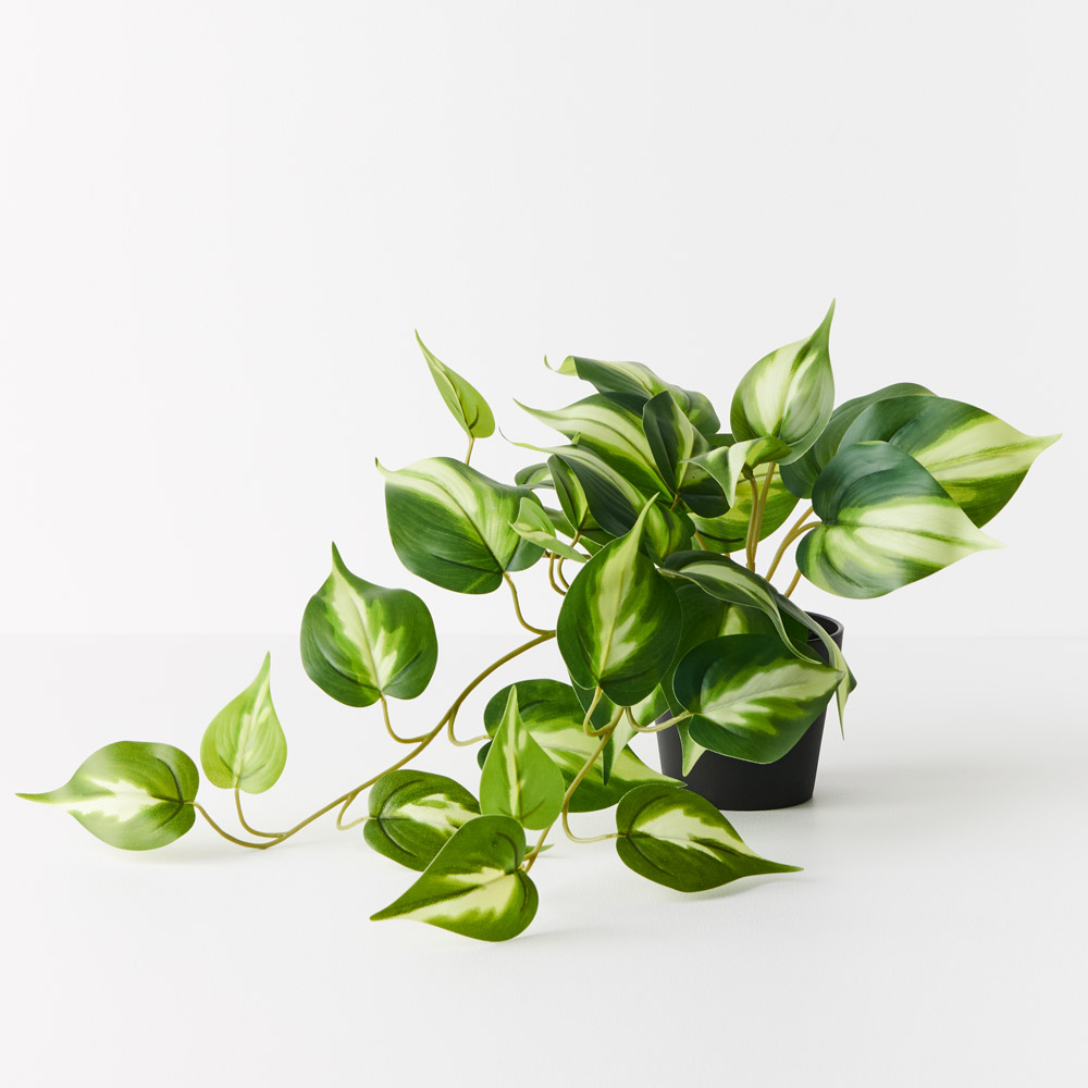 Pothos Hanging Bush Variegated 22cml w/Pot