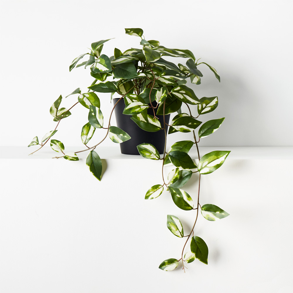 Hoya Hanging Bush Variegated 32cml w/Pot 