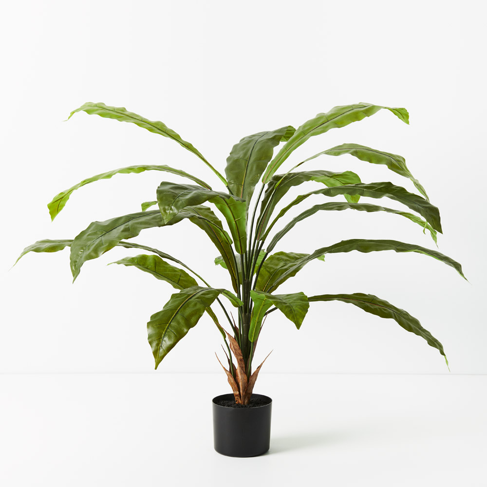 Fern Birds Nest Plant 114cmh