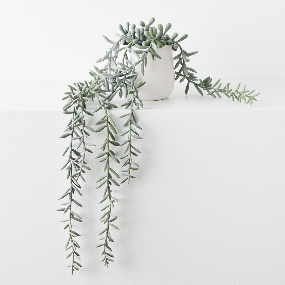 String of Bananas Grey Green 55cml w/Pot