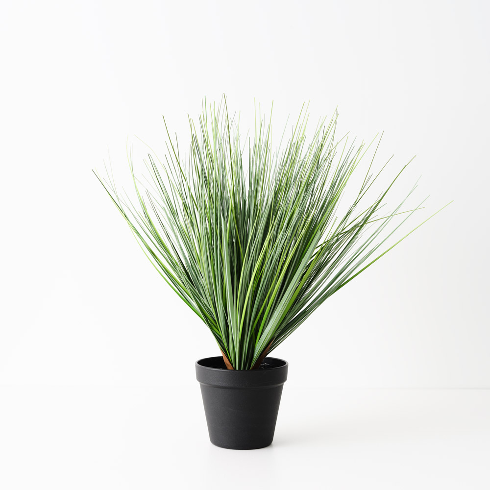 Grass Onion Plant Green 40cmh 