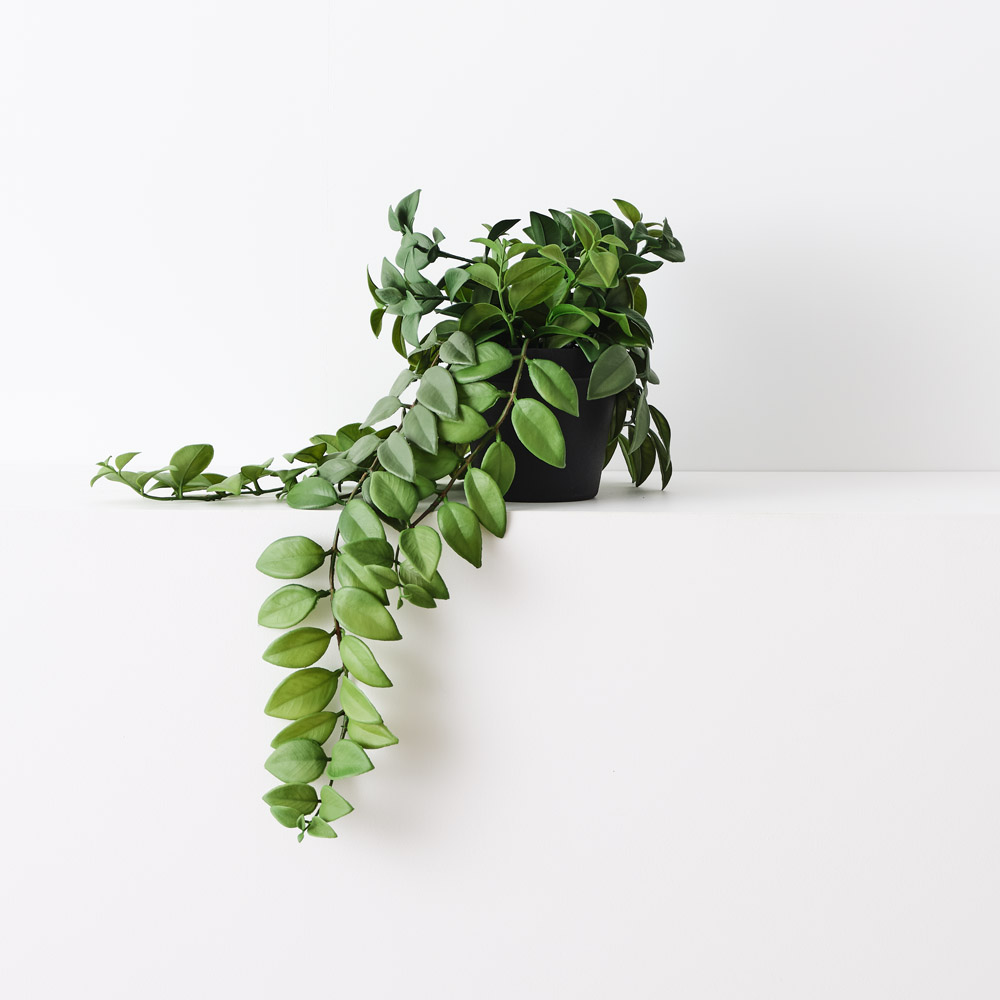 Locust Honey Plant 50cml