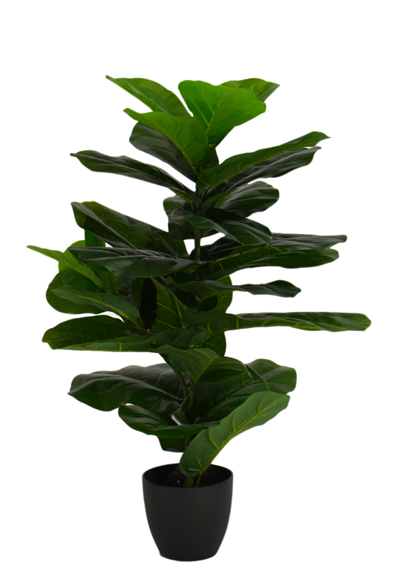 Fiddle Leaf Fig RT 80cm w/Pot