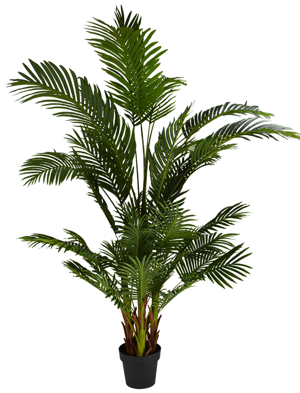 Areca Palm RT 180cm w/Pot