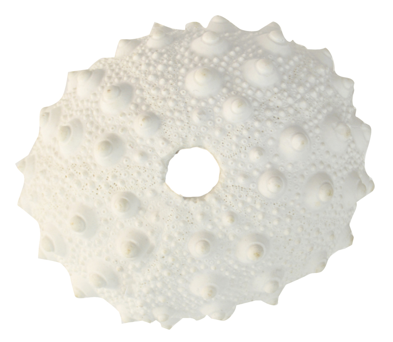 White Poly Spiky Urchin Coral 