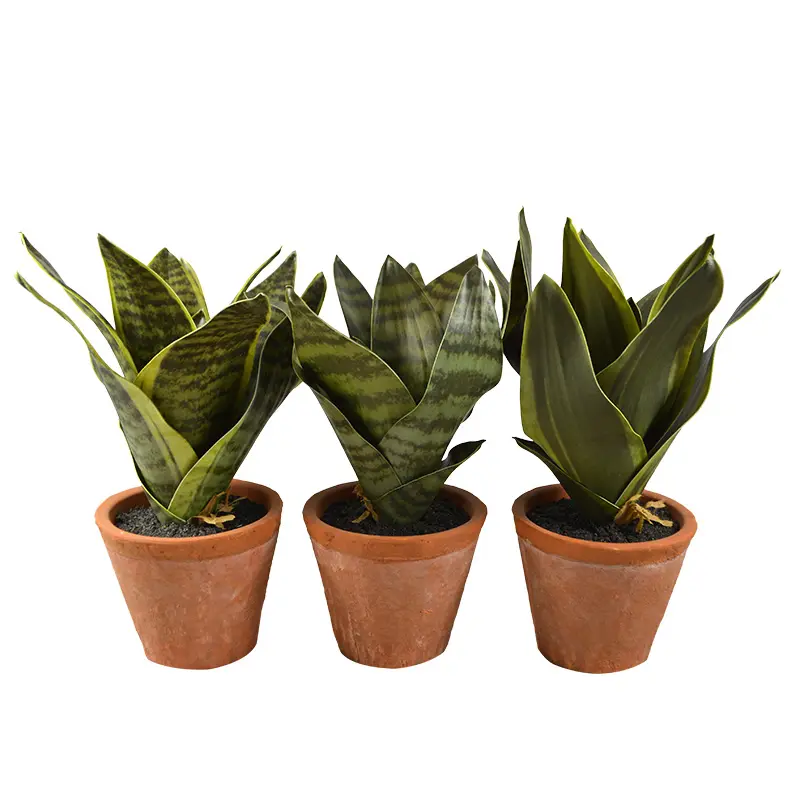 Snake Plant 23cm w/Terracotta Pot