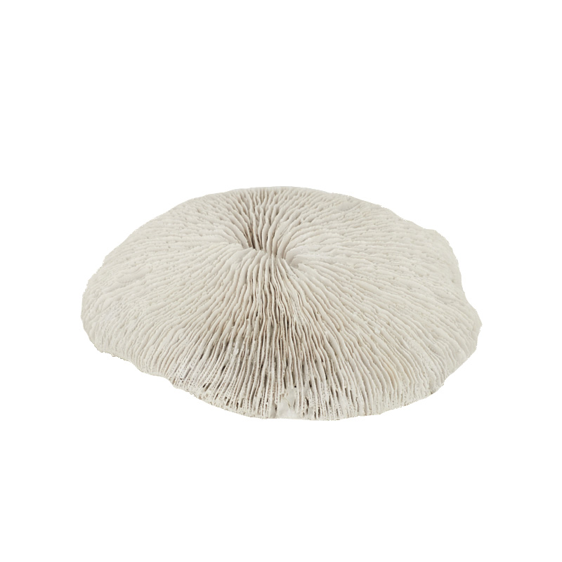 White Poly Fungia Coral 19cm