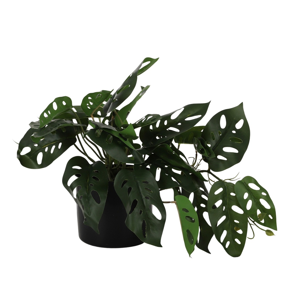 Monstera Adansonii RT 27cm w/Pot