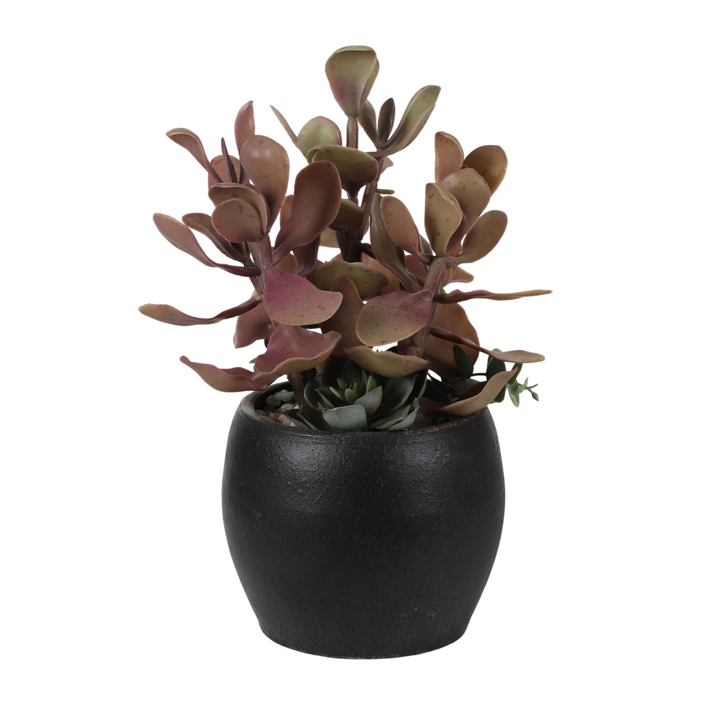 Succulent 20cm w/Ceramic Pot
