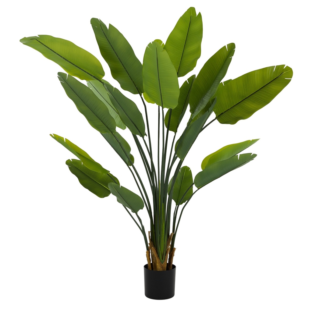 Strelitzia RT 180cm w/Pot