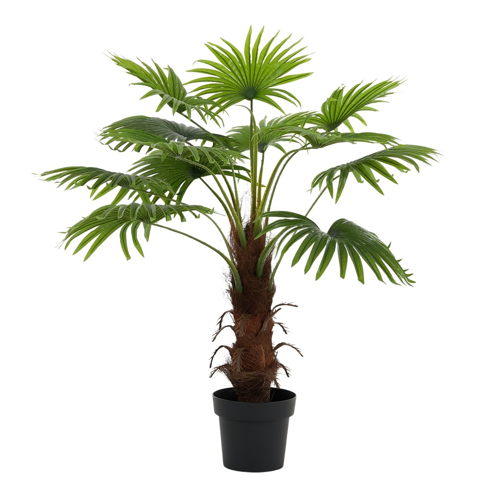 Fan Palm 100cm w/Pot