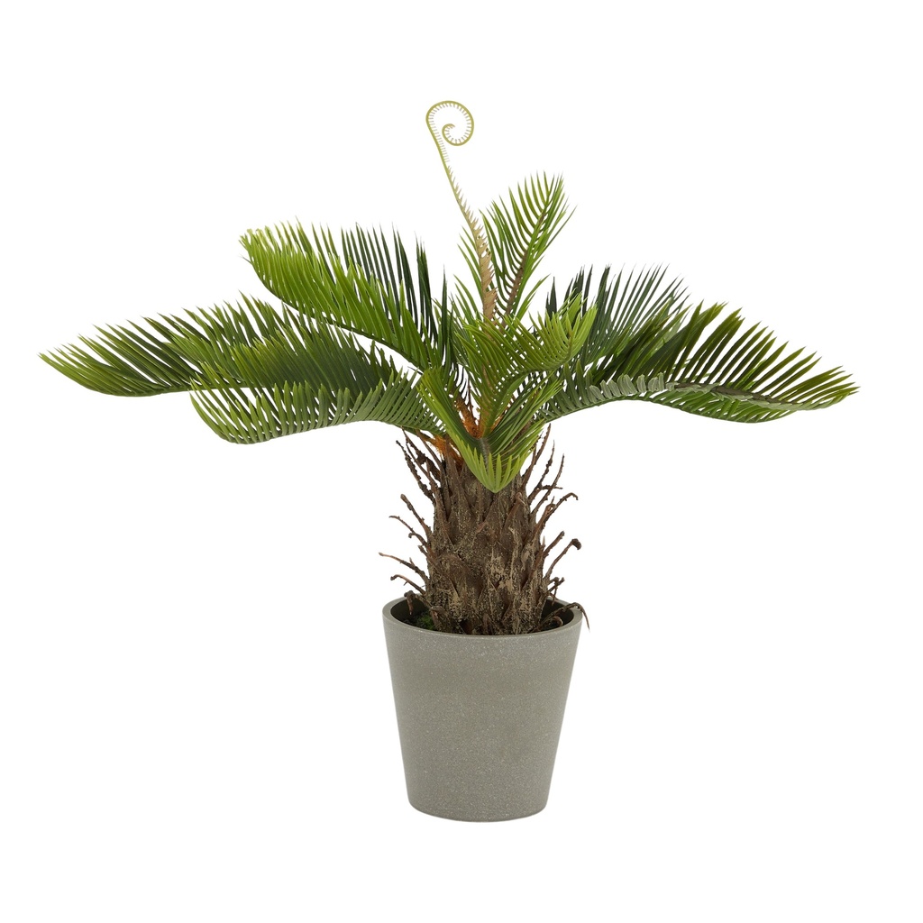 Cycad 50cm w/Pot 13x12.5cm